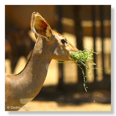  San Diego Zoo