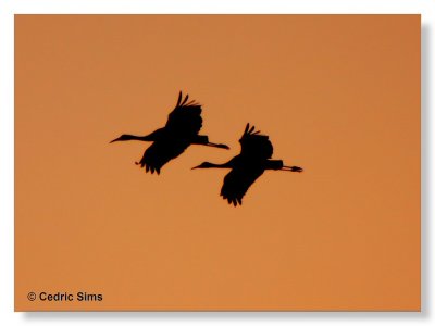  Sandhill Cranes Silhouettes