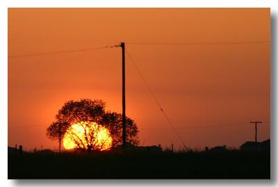 Sun Tree