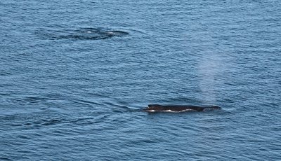 Passing humpack whales, Glacier Bay