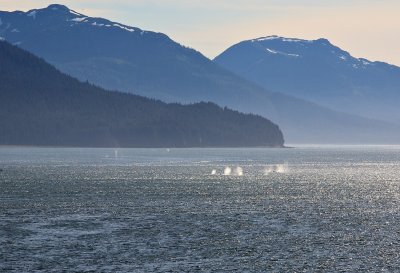 Spouting humpacks, Glacier Bay. Taken with a 200mm zoom lens. I wished I'd had a 1000mm lens.
