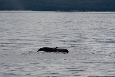 Whale tail 1