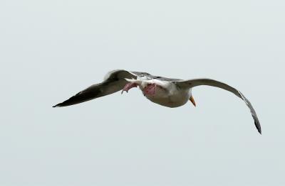 Gull-going-away-70-200L.jpg