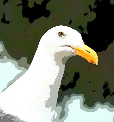 seagull posterized.jpg