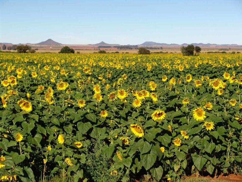 Sunflower Fields.jpg