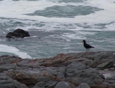 Black Oyster Catcher.jpg