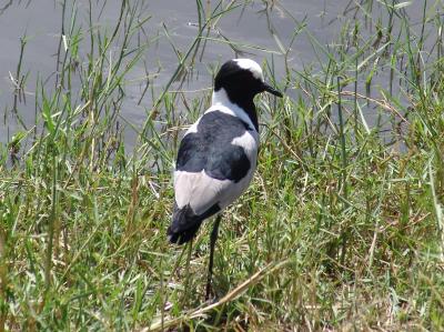 Blacksmith Plover.jpg