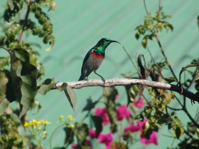 Lesser Doublecollared Sunbird.jpg