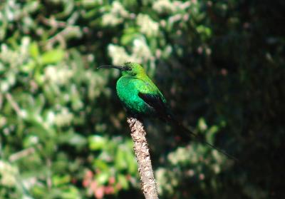 Malachite Sunbird.jpg