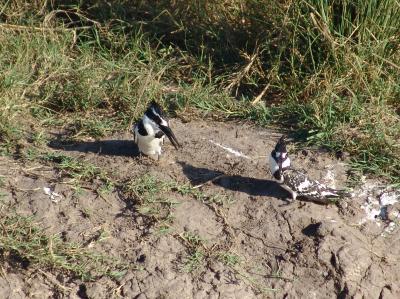 Pied Kingfisher.jpg