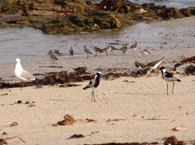 Shore Birds.jpg