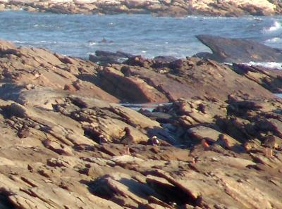 Oyster Catcher 2.jpg