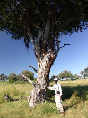 g4/47/470847/3/59820955.Treestrangulation.jpg