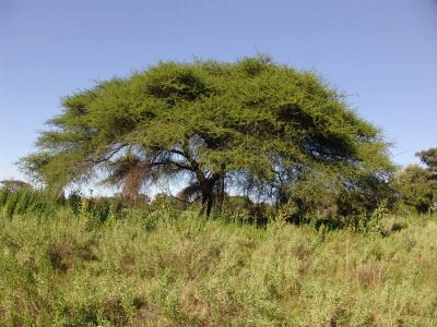 Umbrella Thorn Tree.jpg