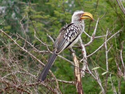 Southern Yellow-billed Hornbill.jpg
