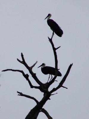 Wooly-necked Stork.jpg