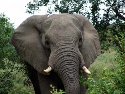 Elephant 01.jpg
