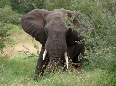 Elephant 02.jpg