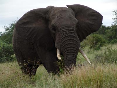Elephant 03.jpg