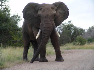 Elephant 04.jpg