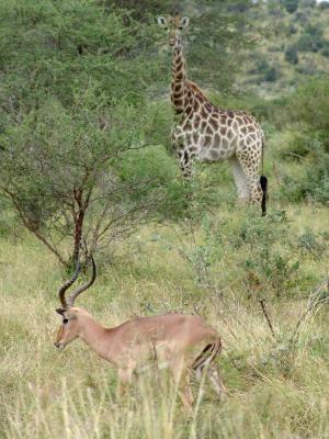Giraffe & Impala.jpg