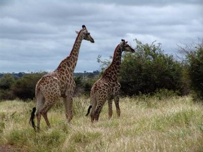 Giraffe 01.jpg