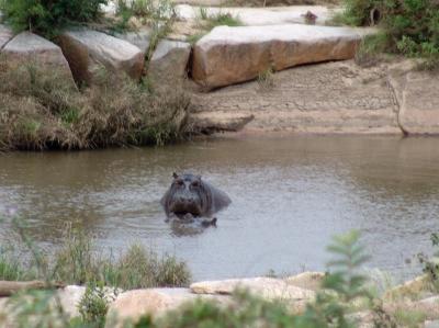 Hippo 01.jpg