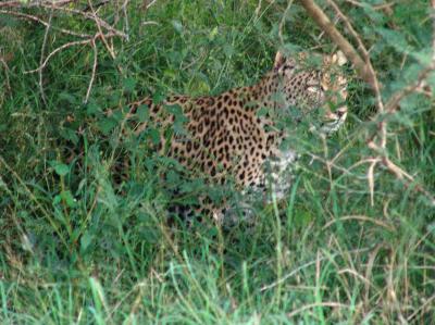 Leopard 01.jpg