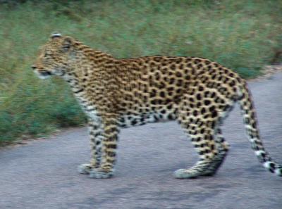 Leopard 02.jpg