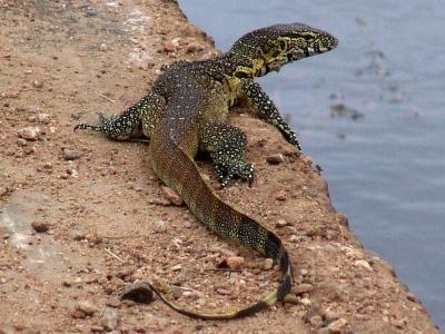 Water Monitor.jpg