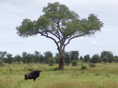 Wildebeest.jpg