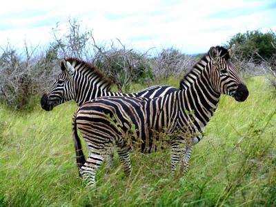 Zebra 01.jpg