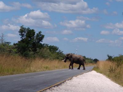 Elephant at Lunch Stop.jpg