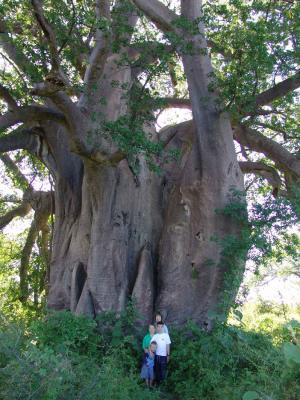 Planet Baobab 04.jpg
