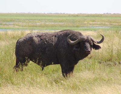 Chobe National Park