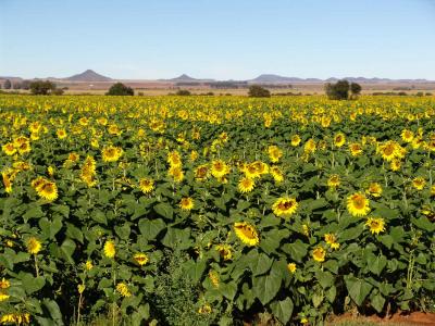 Sunflower Fields.jpg