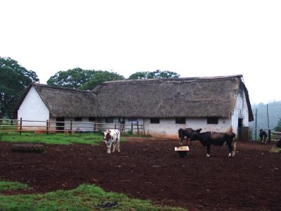 Mabuda Farm 03.jpg