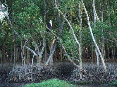 Fish Eagle 01.jpg