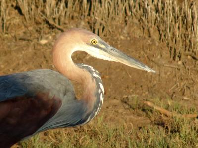 Goliath Heron 01.jpg