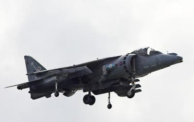 Harrier