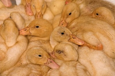 A gaggle of ducklings?