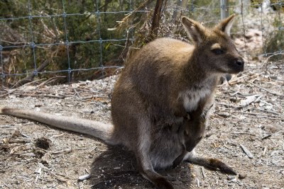 A wallaby
