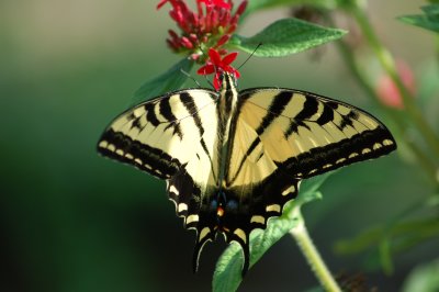 backyard butterfly