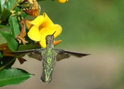 in backyard