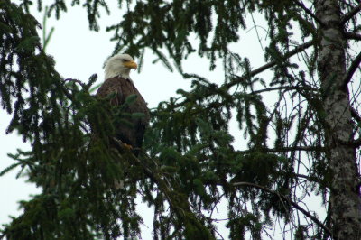 eagle in Juneau