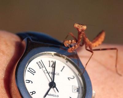 Mantis.jpg
