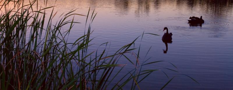 Swans at Sunset