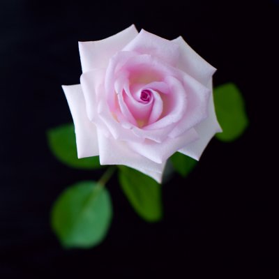 Pink Rose