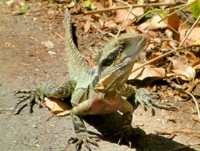 Eastern Water Dragon