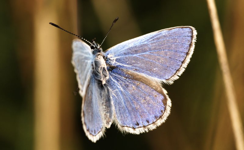 Common Blue Male